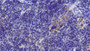 DABstainingonIHC-P.Samples:MouseTissue)