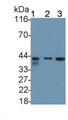 Western Blot; Sample: Lane1: A549 cell lysate; Lane2: K562 cell lysate; Lane3: SW480 cell lysate; Primary Ab: 0.2µg/ml Rabbit Anti-Human DR5 Antibody; Second Ab: 0.2µg/mL HRP-Linked Caprine Anti-Rabbit IgG Polyclonal Antibody;