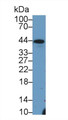 Western Blot; Sample: Porcine Liver lysate; Primary Ab: 3µg/ml Rabbit Anti-Mouse Hpt Antibody Second Ab: 0.2µg/mL HRP-Linked Caprine Anti-Rabbit IgG Polyclonal Antibody