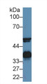 Western Blot; Sample: Bovine Serum; ; Primary Ab: 5µg/ml Rabbit Anti-Bovine Hpt Antibody; Second Ab: 0.2µg/mL HRP-Linked Caprine Anti-Rabbit IgG Polyclonal Antibody;