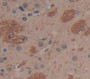 Alpha-1-Acid Glycoprotein (A1Agp) Polyclonal Antibody, Cat#CAU27065