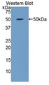 Western Blot; Sample: Recombinant protein.