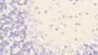 DAB staining on IHC-P. Samples: Rat Tissue)