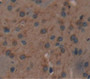 Nitric Oxide Synthase 1, Neuronal (Nos1) Polyclonal Antibody, Cat#CAU27073