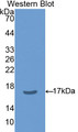 Western Blot; Sample: Recombinant protein.