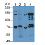 Western Blot; Sample: Lane1: Mouse Cerebrum lysate; Lane2: Mouse Cerebellum lysate; Lane3: Rat Cerebrum lysate; Lane4: Human U87MG cell lysate; Primary Ab: 2µg/ml Rabbit Anti-Human NOS1 Ab; Second Ab: 0.2µg/ml HRP-Linked Caprine Anti-Rabbit IgG Polyclonal Antibody;