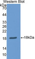 Western Blot; Sample: Recombinant protein.