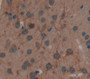 Nitric Oxide Synthase 1, Neuronal (Nos1) Polyclonal Antibody, Cat#CAU27075