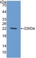 Western Blot; Sample: Recombinant NOS1, Mouse.