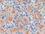 DAB staining on IHC-P; Samples: Mouse Kidney Tissue; Primary Ab: 10µg/ml Rabbit Anti-Mouse NOS1 Antibody Second Ab: 2µg/mL HRP-Linked Caprine Anti-Rabbit IgG Polyclonal Antibody
