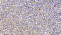 DAB staining on IHC-P; Samples: Rat Stomach Tissue; Primary Ab: 20µg/ml Rabbit Anti-Rat FUCa1 Antibody Second Ab: 2µg/mL HRP-Linked Caprine Anti-Rabbit IgG Polyclonal Antibody