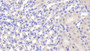 DAB staining on IHC-P; Samples: Mouse Kidney Tissue; Primary Ab: 20μg/ml Rabbit Anti-Mouse FUCa1 Antibody Second Ab: 2µg/mL HRP-Linked Caprine Anti-Rabbit IgG Polyclonal Antibody