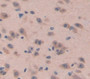 Neuromedin B (Nmb) Polyclonal Antibody, Cat#CAU27087
