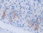 DAB staining on IHC-P; Samples: Mouse Stomach Tissue