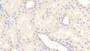 DAB staining on IHC-P; Samples: Human Kidney Tissue;  Primary Ab: 20μg/ml Rabbit Anti-Human BMP7 Antibody Second Ab: 2µg/mL HRP-Linked Caprine Anti-Rabbit IgG Polyclonal Antibody 