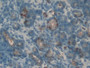 DAB staining on IHC-P; Samples: Rat Pancreas Tissue