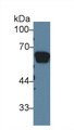 Western Blot; Sample: Rat Serum; Primary Ab: 1µg/ml Rabbit Anti-Rat AGT Antibody Second Ab: 0.2µg/mL HRP-Linked Caprine Anti-Rabbit IgG Polyclonal Antibody