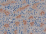 DAB staining on IHC-P; Samples: Mouse Kidney Tissue; Primary Ab: 10µg/ml Rabbit Anti-Mouse NPS Antibody Second Ab: 2µg/mL HRP-Linked Caprine Anti-Rabbit IgG Polyclonal Antibody