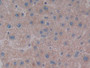 DAB staining on IHC-P; Samples: Human Liver Tissue; Primary Ab: 10µg/ml Rabbit Anti-Human NPS Antibody Second Ab: 2µg/mL HRP-Linked Caprine Anti-Rabbit IgG Polyclonal Antibody