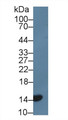 Western Blot; Sample: Rat Serum; Primary Ab: 5µg/ml Rabbit Anti-Rat CDKN2A Antibody Second Ab: 0.2µg/mL HRP-Linked Caprine Anti-Rabbit IgG Polyclonal Antibody