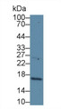 Western Blot; Sample: Human Hela cell lysate; Primary Ab: 1µg/ml Rabbit Anti-Human CDKN2A Antibody Second Ab: 0.2µg/mL HRP-Linked Caprine Anti-Rabbit IgG Polyclonal Antibody