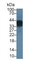 Western Blot; Sample: Mouse Lung lysate; Primary Ab: 1µg/ml Rabbit Anti-Mouse ON Antibody Second Ab: 0.2µg/mL HRP-Linked Caprine Anti-Rabbit IgG Polyclonal Antibody