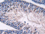 DAB staining on IHC-P; Samples: Mouse Testis Tissue; Primary Ab: 10µg/ml Rabbit Anti-Mouse ON Antibody Second Ab: 2µg/mL HRP-Linked Caprine Anti-Rabbit IgG Polyclonal Antibody