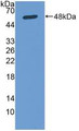 Western Blot; Sample: Recombinant Osteonectin, Human.