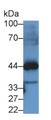 Western Blot; Sample: Porcine Lung lysate; Primary Ab: 1μg/ml Rabbit Anti-Human ON Antibody; Second Ab: 0.2µg/mL HRP-Linked Caprine Anti-Rabbit IgG Polyclonal Antibody;