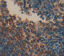 Tumor Necrosis Factor Receptor Superfamily, Member 17 (Tnfrsf17) Polyclonal Antibody, Cat#CAU27132