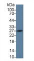 Western Blot; Sample: Rat Spleen lysate; Primary Ab: 2µg/ml Rabbit Anti-Rat PDCD1LG2 Antibody Second Ab: 0.2µg/mL HRP-Linked Caprine Anti-Rabbit IgG Polyclonal Antibody