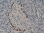 DAB staining on IHC-P; Samples: Rat Pancreas Tissue;  Primary Ab: 10µg/ml Rabbit Anti-Rat PDCD1LG2 A
