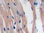 DAB staining on IHC-P; Samples: Rat Cardiac Muscle Tissue