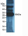 Western Blot; Sample: Mouse Heart Tissue.