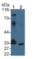 Western Blot; Sample: Lane1: Human Placenta lysate; Lane2: Mouse Heart lysate; Primary Ab: 2μg/ml Rabbit Anti-Human PDCD1LG1 Antibody; Second Ab: 0.2µg/mL HRP-Linked Caprine Anti-Rabbit IgG Polyclonal Antibody;
