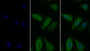 DAB staining on IHC-P; Samples: Human Tonsil Tissue;  Primary Ab: 10µg/ml Rabbit Anti-Human PDCD1LG1