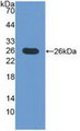 Western Blot; Sample: Recombinant ICOSLG, Mouse.