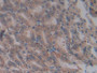 DAB staining on IHC-P; Samples: Mouse Stomach Tissue;  Primary Ab: 10µg/ml Rabbit Anti-Mouse ICOSLG 