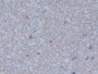 DAB staining on IHC-P; Samples: Rat Spinal cord Tissue; Primary Ab: 10µg/ml Rabbit Anti-Rat FCN1 Antibody Second Ab: 2µg/mL HRP-Linked Caprine Anti-Rabbit IgG Polyclonal Antibody