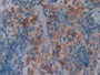 DAB staining on IHC-P; Samples: Rat Spleen Tissue