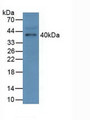 Western Blot; Sample: Mouse Serum.