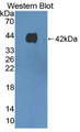 Western Blot; Sample: Recombinant Kim1, Porcine.