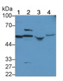 Western Blot; Sample: Lane1: Mouse Serum; Lane2: Mouse Liver lysate; Lane3: Mouse Blood Cells lysate; Lane4: Jurkat cell lysate; Primary Ab: 2μg/ml Rabbit Anti-Mouse CFP Antibody; Second Ab: 0.2µg/mL HRP-Linked Caprine Anti-Rabbit IgG Polyclonal Antibody;