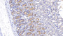 DAB staining on IHC-P; Samples: Rat Stomach Tissue; Primary Ab: 10µg/ml Rabbit Anti-Rat CA2 Antibody Second Ab: 2µg/mL HRP-Linked Caprine Anti-Rabbit IgG Polyclonal Antibody