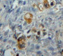 Used in DAB staining on fromalin fixed paraffin-embedded Ovary tissue