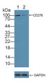 Knockout Varification: ; Lane 1: Wild-type 293T cell lysate; ; Lane 2: CD276 knockout 293T cell lysate; ; Predicted MW: 57,53,33kd ; Observed MW: 100kd; Primary Ab: 3µg/ml Rabbit Anti-Human CD276 Antibody; Second Ab: 0.2µg/mL HRP-Linked Caprine Anti-Rabbit IgG Polyclonal Antibody;