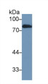 Western Blot; Sample: Rat Serum; Primary Ab: 1µg/ml Rabbit Anti-Rat LTF Antibody Second Ab: 0.2µg/mL HRP-Linked Caprine Anti-Rabbit IgG Polyclonal Antibody