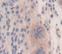 Lactoferrin (Ltf) Polyclonal Antibody, Cat#CAU27168