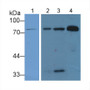 Western Blot; Sample: Lane1: Human Lung lysate; Lane2: Mouse Lung lysate; Lane3: Mouse Spleen lysate; Lane4: Human Serum; Primary Ab: 2µg/mL Rabbit Anti-Human LTF-2 Antibody; Second Ab: 0.2µg/mL HRP-Linked Caprine Anti-Rabbit IgG Polyclonal Antibody;