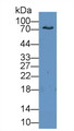 Western Blot; Sample: Human Serum; Primary Ab: 2µg/mL Rabbit Anti-Human LTF-3 Antibody; Second Ab: 0.2µg/mL HRP-Linked Caprine Anti-Rabbit IgG Polyclonal Antibody;